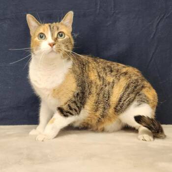 Rescue Domestic Short Hair Cats for Adoption in Benld, Illinois - Siri | PetCurious