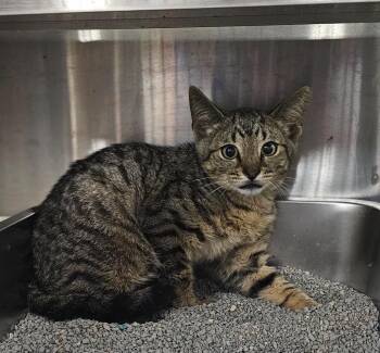 Rivet -  Domestic Short Hair Cat for Adoption in Greensburg, Indiana - Rivet | PetCurious