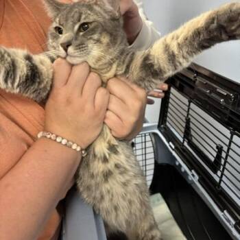 Domestic Short Hair Cats Available for Adoption in Saint Joseph, Missouri - Maverick | PetCurious