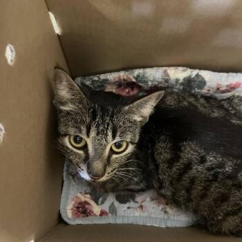 Pharis -  Domestic Short Hair Cat for Adoption in San Antonio, Texas - Pharis | PetCurious