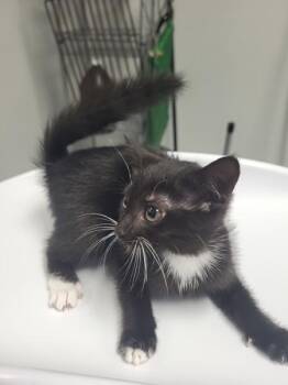 Pen 6 Samantha -  Domestic Short Hair Cat for Adoption in Lawrenceville, Georgia - Pen 6 Samantha | PetCurious