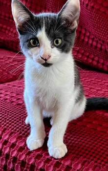 Rescue Tabby Cats for Adoption in Franklin, Tennessee - KITTEN FLASH | PetCurious