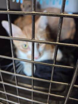 Hercules -  Domestic Short Hair Cat for Adoption in Bossier City, Louisiana - Hercules | PetCurious