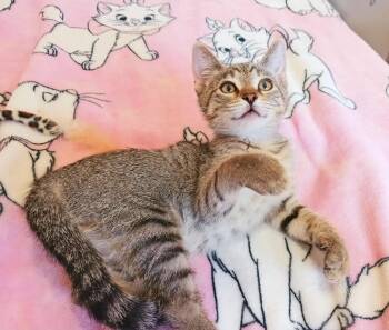 Clementine Skye -  Bengal and Tabby Cat for Adoption in Miami, Arizona - Clementine Skye | PetCurious