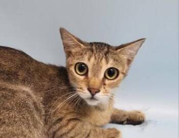 Kittlewicks -  Domestic Short Hair Cat for Adoption in Golden Valley, Minnesota - Kittlewicks | PetCurious