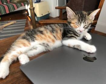 Begonia -  Domestic Short Hair Cat for Adoption in San Francisco, California - Begonia | PetCurious