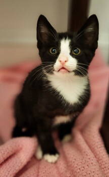 Rescue Domestic Short Hair Cats for Adoption in Reston, Virginia - Monty | PetCurious