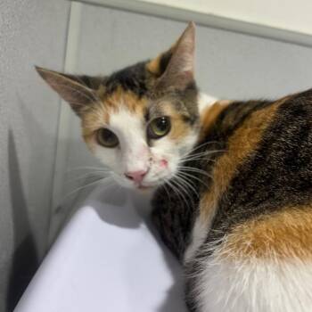 Macie -  Domestic Short Hair Cat for Adoption in Tampa, Florida - Macie | PetCurious