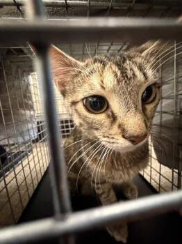 Domestic Short Hair Cats Available for Adoption in Fort Myers, Florida - CLEO | PetCurious