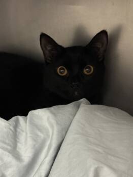 Rescue Domestic Short Hair Cats for Adoption in Morristown, New Jersey - Giusina | PetCurious