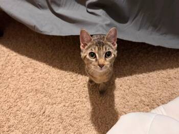 Ann -  Domestic Short Hair Cat for Adoption in Oklahoma City, Oklahoma - Ann | PetCurious
