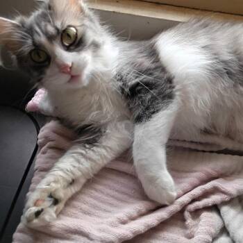 Dragonfly -  Domestic Long Hair Cat for Adoption in Tulsa, Oklahoma - Dragonfly | PetCurious