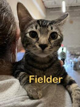 Fielder kitten -  Domestic Short Hair Cat for Adoption in New Bern, North Carolina - Fielder Kitten | PetCurious