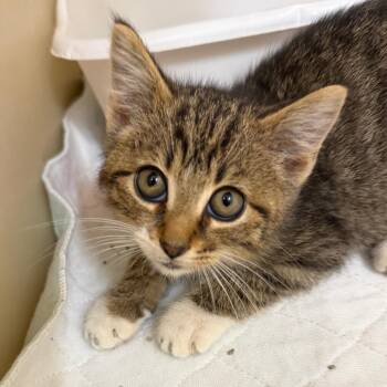 Pete -  Domestic Short Hair Cat for Adoption in Zanesville, Ohio - Pete | PetCurious