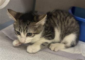 YIN -  Domestic Short Hair Cat for Adoption in Aliquippa, Pennsylvania - YIN | PetCurious