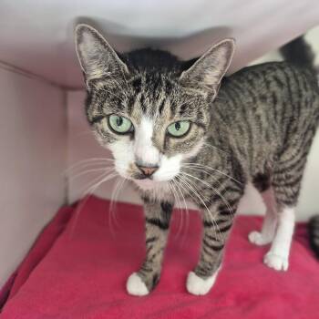 Rockabillie -  Domestic Short Hair Cat for Adoption in Newark, New Jersey - Rockabillie | PetCurious