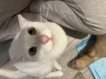 Rescue Domestic Short Hair Cats for Adoption in Tampa, Florida - Hiccup | PetCurious