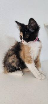 Kitten 27795 (Fettuccine) -  Calico Cat for Adoption in Parlier, California - Kitten 27795 (Fettuccine) | PetCurious