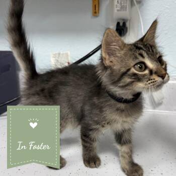 Michonne -  Domestic Medium Hair Cat for Adoption in Chico, California - Michonne | PetCurious