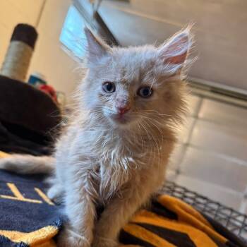 Juicy -  Domestic Medium Hair Cat for Adoption in Uniontown, Pennsylvania - Juicy | PetCurious