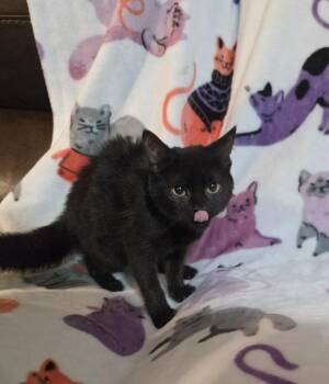 Pernicious -  Domestic Short Hair Cat for Adoption in Cary, North Carolina - Pernicious | PetCurious
