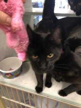 Domestic Short Hair Cats Available for Adoption - Blinky | PetCurious