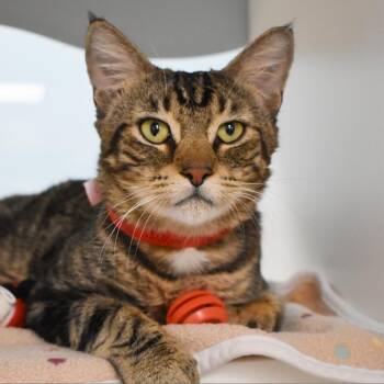 Pancake -  Domestic Short Hair Cat for Adoption in West Palm Beach, Florida - Pancake | PetCurious
