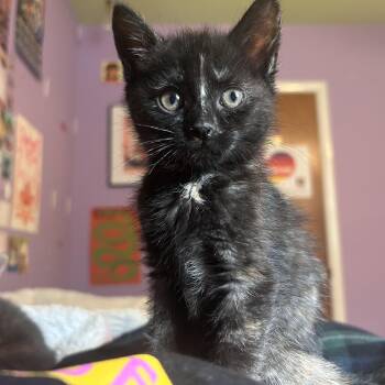 Dahlia -  Domestic Short Hair Cat for Adoption in Warrington, Pennsylvania - Dahlia | PetCurious
