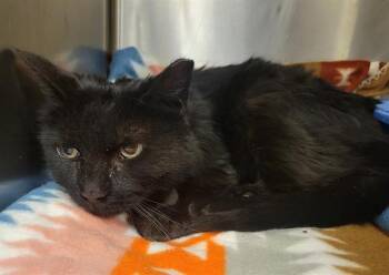 Domestic Short Hair Cats Available for Adoption in West Valley City, Utah - PUDDING | PetCurious