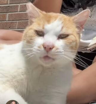 Milo -  Domestic Short Hair Cat Available for Adoption in Beckley, West Virginia - Milo | PetCurious