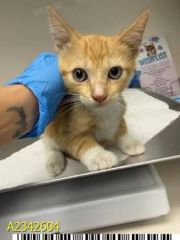 TRAFFIC CONE -  Domestic Short Hair Cat for Adoption in West Palm Beach, Florida - TRAFFIC CONE | PetCurious