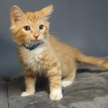 Domestic Medium Hair Cats Available for Adoption in Lakeland, Florida - Snorkel | PetCurious