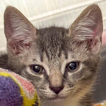 Emerald Jade Green Ball -  Domestic Short Hair Cat for Adoption in Kennebunk, Maine - Emerald Jade Green Ball | PetCurious