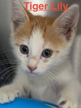 Tiger Lily 26 -  Tabby and Domestic Short Hair Cat for Adoption in Brookhaven, Mississippi - Tiger Lily 26 | PetCurious