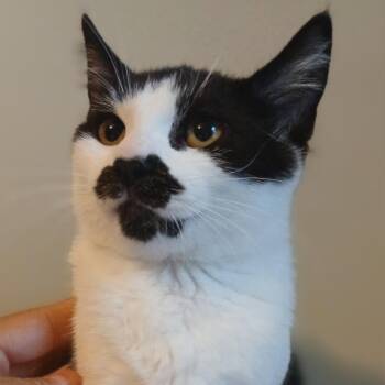 Trixie -  Tuxedo Cat for Adoption in Honeoye, New York - Trixie | PetCurious