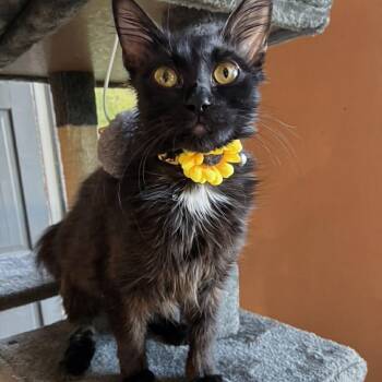 Domestic Medium Hair Cats Available for Adoption in Baldwin, Maryland - Aurora | PetCurious