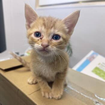 Aries -  Domestic Short Hair Cat for Adoption in Clearwater, Florida - Aries | PetCurious