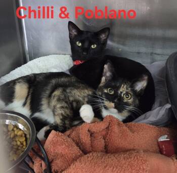 Rescue Calico and Domestic Short Hair Cats for Adoption in Martinsburg, West Virginia - Chili And Poblano | PetCurious