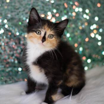 Josephine -  Domestic Medium Hair Cat for Adoption in Brownsboro, Alabama - Josephine | PetCurious