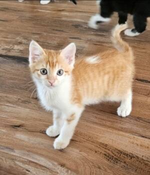 Rescue Domestic Medium Hair Cats for Adoption in San Jacinto, California - Butterscotch | PetCurious
