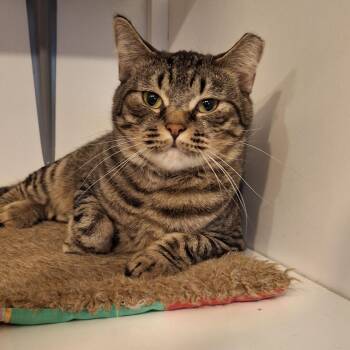 Rescue Domestic Short Hair Cats for Adoption in Littleton, New Hampshire - Forest | PetCurious