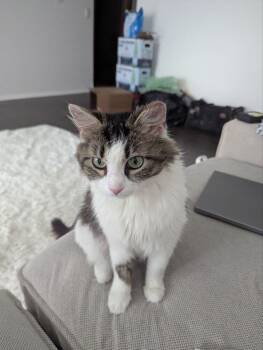 Domestic Long Hair Cats Available for Adoption in Chicago, Illinois - Dora | PetCurious