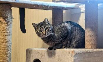Domestic Short Hair Cats Available for Adoption - Eleanor | PetCurious