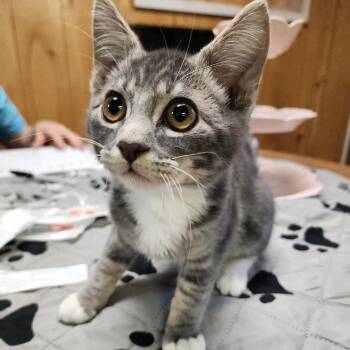Domestic Short Hair Cats Available for Adoption in Graham, Washington - ARLO | PetCurious