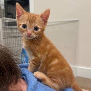 Rescue Domestic Short Hair Cats for Adoption in Sunnyvale, California - Pumpkin | PetCurious
