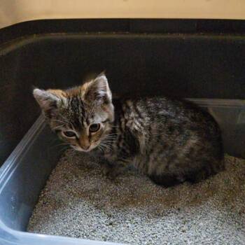 Domestic Short Hair Cats Available for Adoption - Tabitha | PetCurious