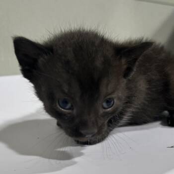 Blackbeard -  Domestic Short Hair Cat Available for Adoption in Tampa, Florida - Blackbeard | PetCurious