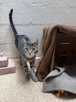 Olivia -  Domestic Short Hair Cat for Adoption in Laguna Beach, California - Olivia | PetCurious