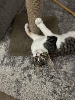 American Shorthair Cats Available for Adoption - Lily & Daisy | PetCurious