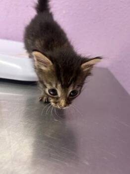 61553247 -  Domestic Short Hair Cat for Adoption in El Paso, Texas - 61553247 | PetCurious